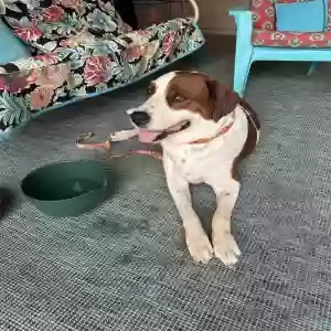 found male dog stan