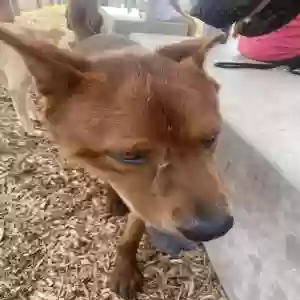 found male dog unknown