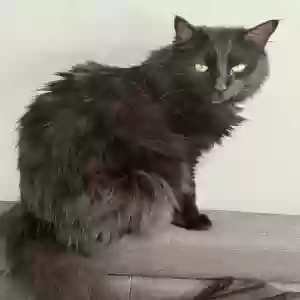 lost male cat salem