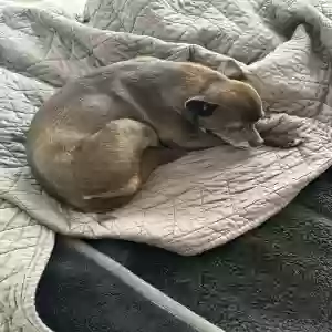 lost male dog lee roy