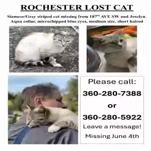 lost male cat ricky
