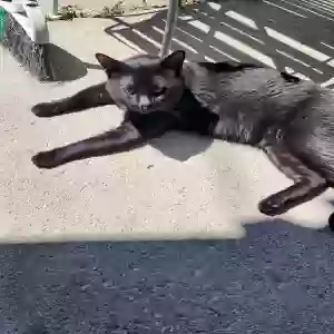 found male cat unknown