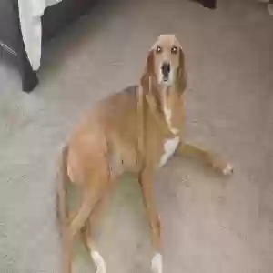 lost female dog penny