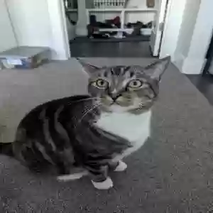 lost male cat yoshi