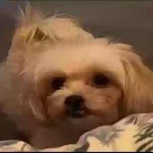 lost female dog luna