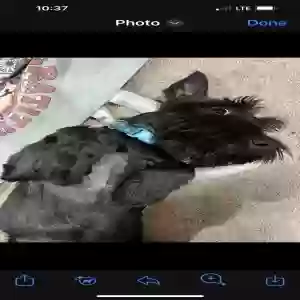 lost male dog charlie