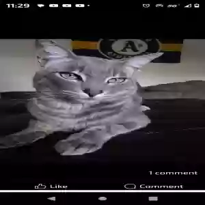 lost male cat carl