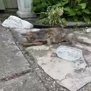 found unknown cat unknown