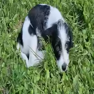 lost male dog rune
