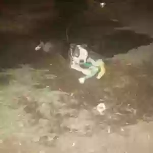 lost male dog blade
