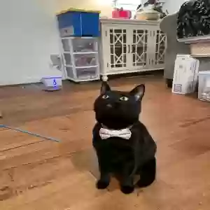 lost female cat mikko