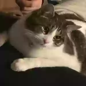 lost male cat tiger