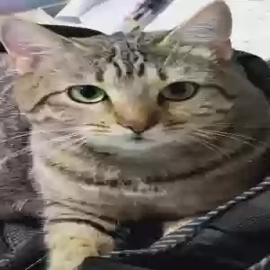 lost female cat tiny aka 