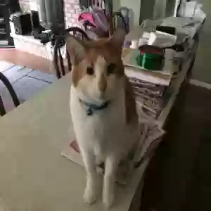 lost male cat alexander