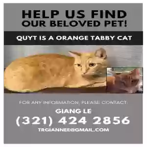 lost male cat quyt