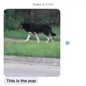 found female dog unknown