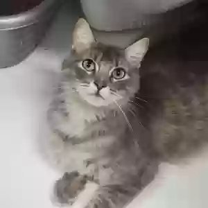 lost female cat emi (kanga)