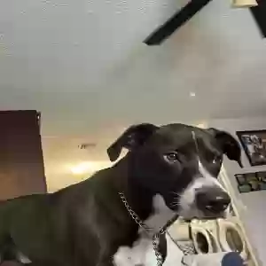 lost male dog axle (rose)