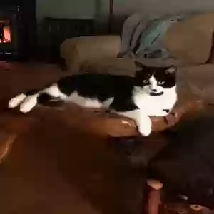 lost male cat harley