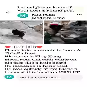 lost male dog king kong