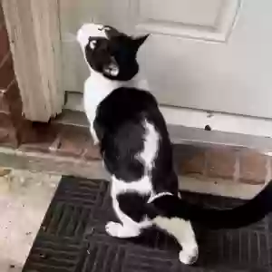 found male cat penguin