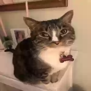 lost female cat charlotte
