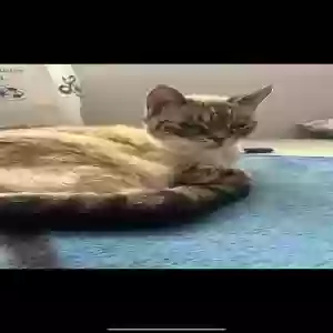 lost female cat miss kitty