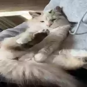 lost female cat snowball