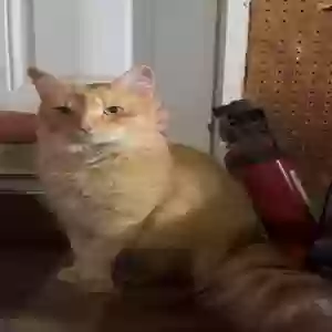 lost male cat gus