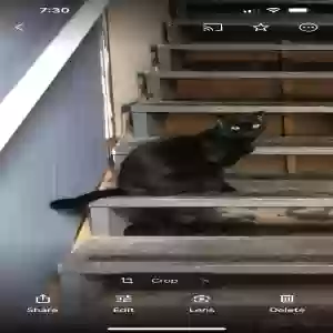 lost male cat kevin