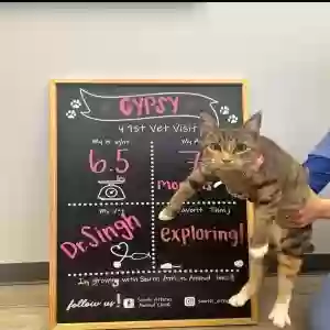lost female cat gypsy