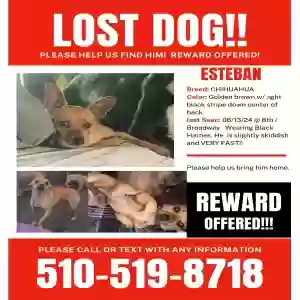 lost male dog esteban