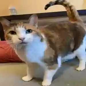 lost female cat regan