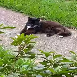 lost male cat sonic