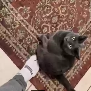 lost female cat harvest