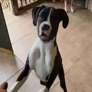 lost female dog berkley