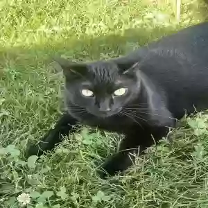 lost male cat unknown
