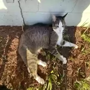 lost male cat milo