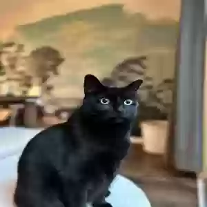lost female cat luna