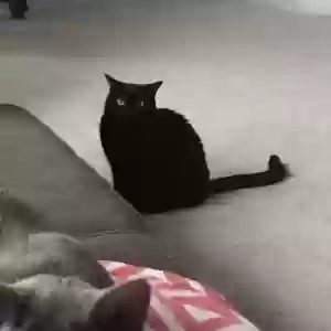 lost female cat lexi