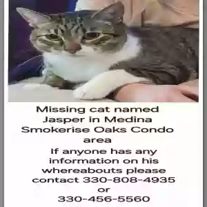 lost male cat jasper