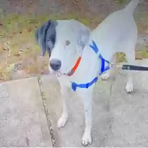 lost male dog ghost