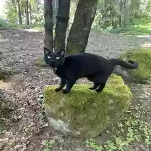 lost male cat koda
