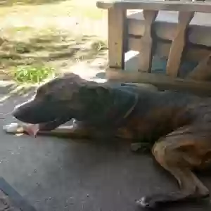 found male dog unknown
