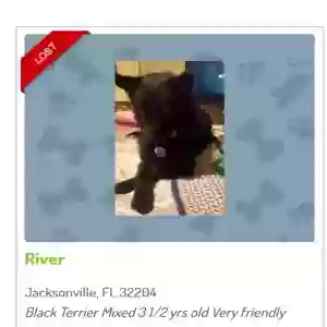 lost female dog river