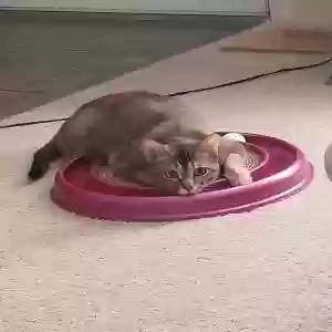 lost female cat kuro