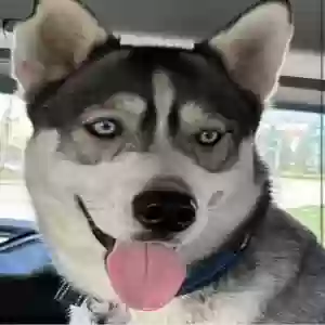 lost male dog dutch