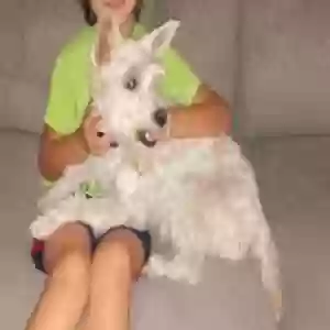 lost male dog sumo