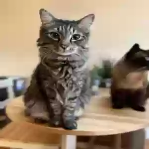 lost male cat rumi