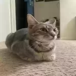 lost female cat princess